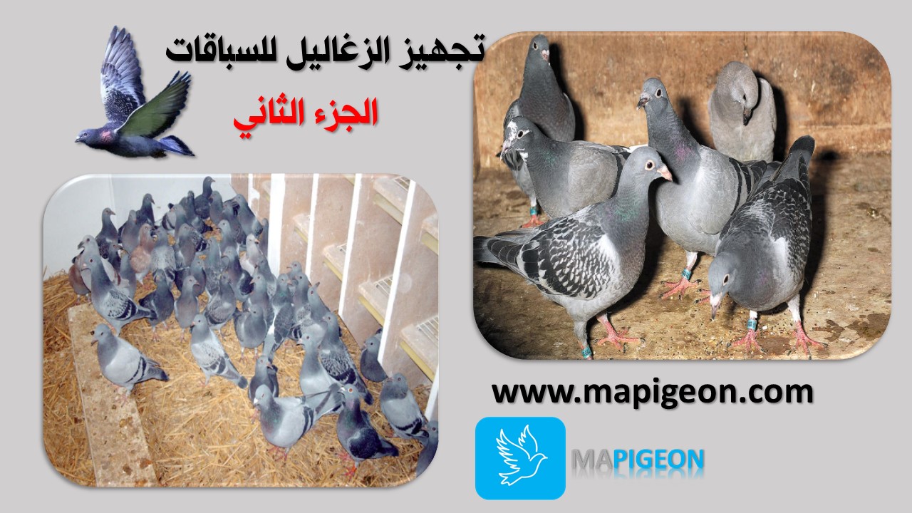 تجهيز الزغاليل للسباق الجزء الثاني