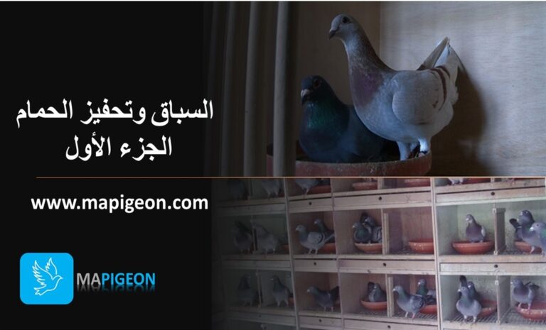 فريق الهاملي-الموضوع السابع: ( السباق وتحفيز الحمام )