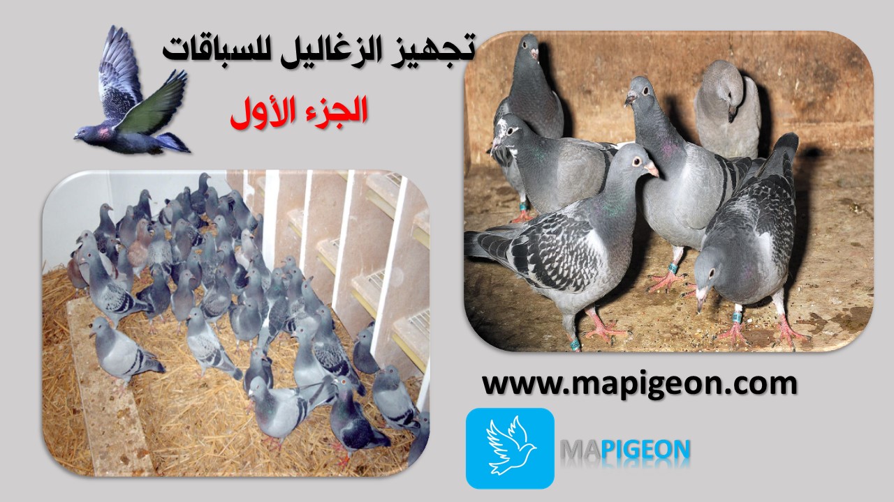 تجهيز الزغاليل للسباق الجزء الأول